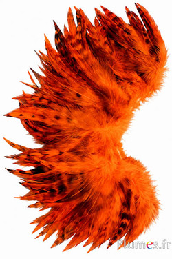 Franje haan - lengte veren 10-15 cm - oranje